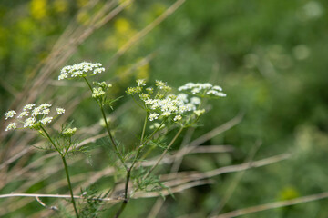 white flowers in field