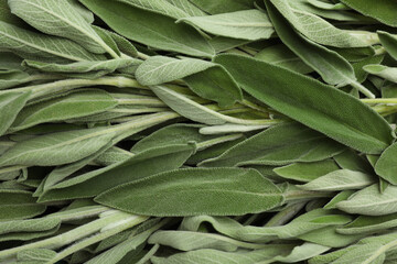 Fresh green sage leaves as background, top view