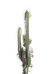 Beautiful cactus isolated on white. Tropical plant