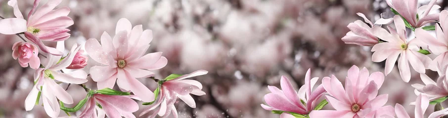 Gordijnen Beautiful pink magnolia flowers outdoors, banner design. Amazing spring blossom © New Africa