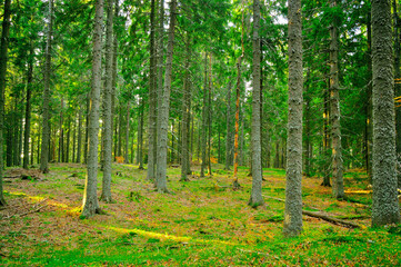Forest in the Carpathian mountains
