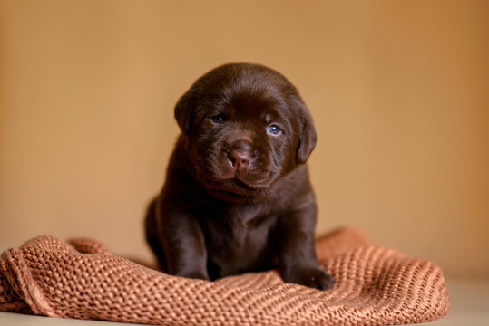 Newborn pappy chocolate labrador laying   isolated