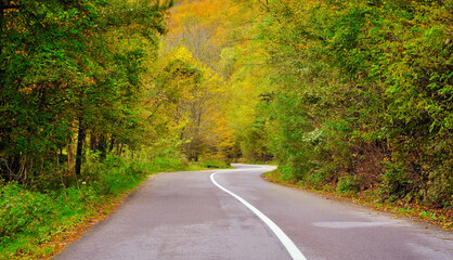 Naklejka premium Serpent asphalt road in nature