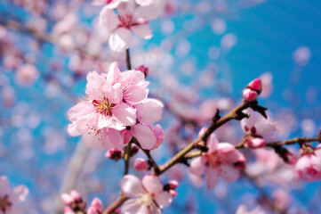 Spring flowers with blue background
