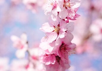 Naklejka premium Spring flowers with blue background