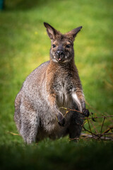 Kangaroo symbol of Australia