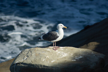 La Jolla California seagull 