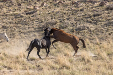 Pair of Wild Horse Stallions in the Utah Desert