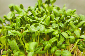 sunflower microgreen sprouts with selective focus