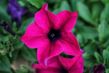 pink flower. flower in the garden.