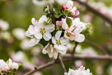 Beautiful macro view of a branch of a blossoming apple tree.