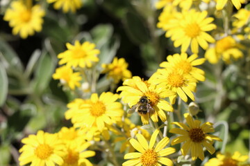 yellow flowers in the sun
