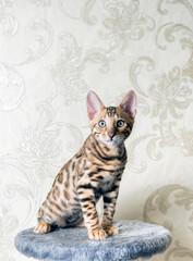 A young Bengal kitten sits on a round table and looks into the camera. Beige background.