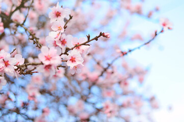 Pink Spring flowers