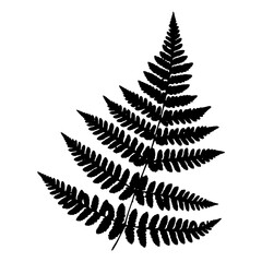 Beautiful fern leaf. Botanical illustration. Black isolated image on a white background