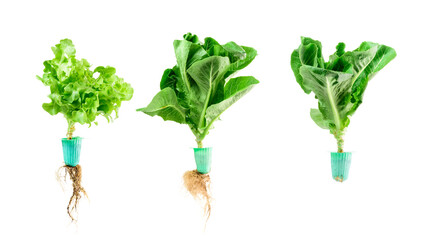 Ready lettuce with roots Isolated on white background, farmers operate the business of growing fresh, clean, delicious hydroponic vegetables.