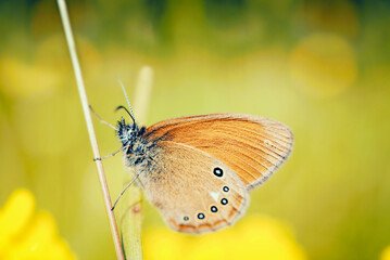 Common brown butterfly