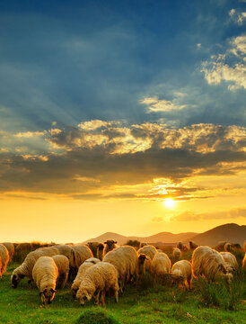 Flock of sheep grazing in a hill at sunset.