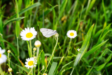 Close up shot of a beautiful white butterfly (Aporia crataegi), on a defocused green spring...
