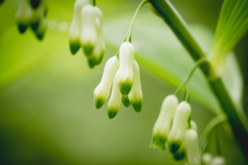 summer snowflake © TomKlar