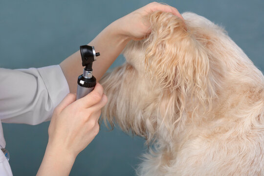 vet doctor examins eyes of dog with the tool