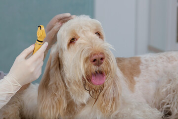 vet doctor examins ears of dog with the tool