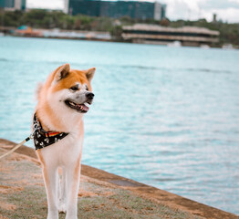 Dog Akita Inu - Japonese