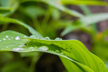 Tautropfen auf einem Blatt 