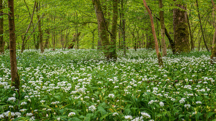The forest floor carpeted with wild garlic flowers