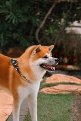 Dog Akita Inu - Japonese