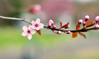 Pink Spring flowers