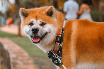Dog Akita Inu - Japonese
