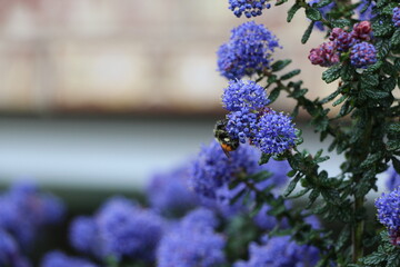 bee on blue flowers