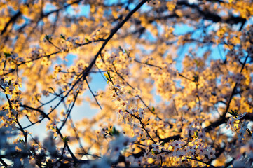 White spring flowers