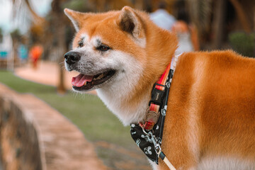 Dog Akita Inu - Japonese