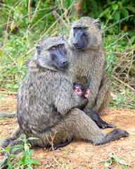 Naklejka na ściany i meble Baboon family in the Jungle, Safari in Africa. Uganda