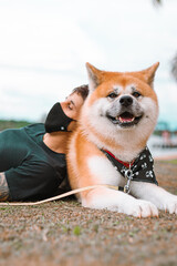 Dog Akita Inu - Japonese