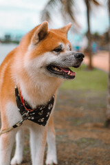 Dog Akita Inu - Japonese