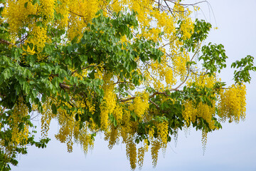 Cassia fistula or Golden Shower flower are blooming - obrazy, fototapety, plakaty
