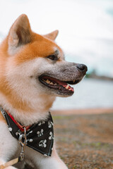 Dog Akita Inu - Japonese