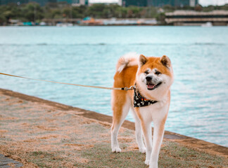 Dog Akita Inu - Japonese