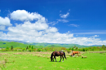 Fototapeta na wymiar Gazing horses in the countryside in Romania