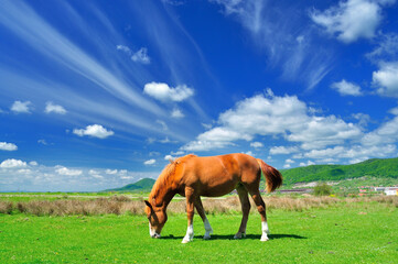 Fototapeta na wymiar Grazing horse in the countryside, Romania