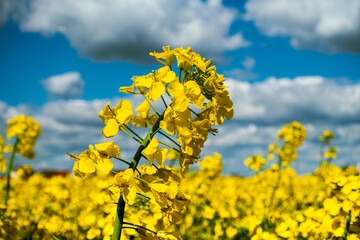 Colza Flower Close up View in a Yellow Field Background. Small Rapeseed Became Closer. Focus on Yellow Canola Plant