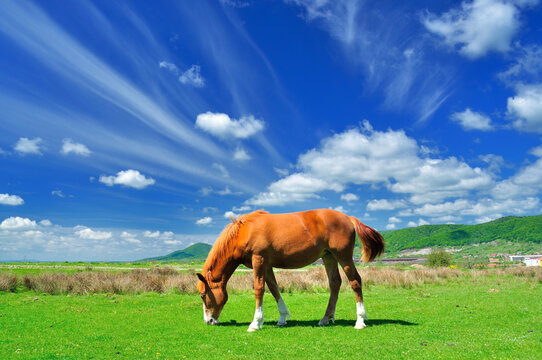 Grazing horse in the countryside, Romania