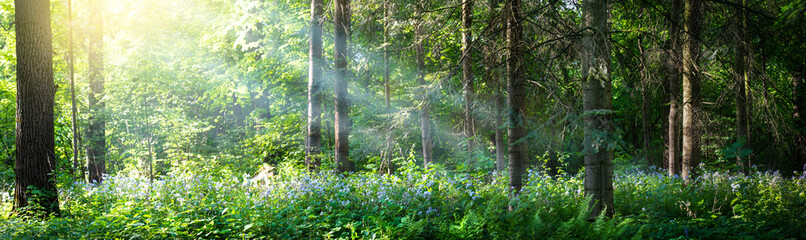 Beautiful panorama of the forest with bright rays of the sun through the trees. Glade in the...