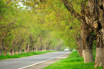 Walnut tree tunnel on the countryside road