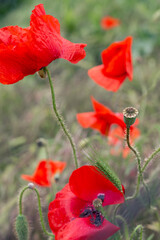 Obraz premium Bright red flowers of wild poppy. Wildflowers in nature