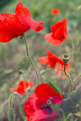 Bright red flowers of wild poppy. Wildflowers in nature