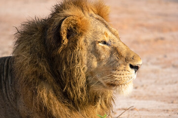 Portrait of a lion. Safari in Africa. Uganda